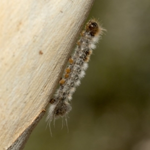 Euproctis marginalis at Nicholls, ACT - 7 Mar 2019 10:01 AM