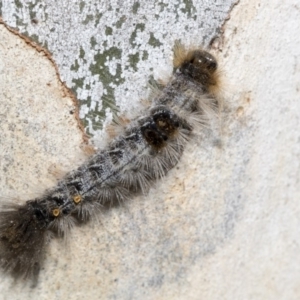 Euproctis marginalis at Nicholls, ACT - 7 Mar 2019 10:01 AM