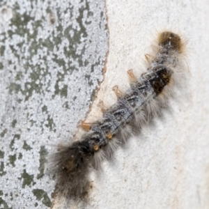 Euproctis marginalis at Nicholls, ACT - 7 Mar 2019 10:01 AM