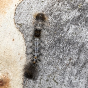 Euproctis marginalis at Nicholls, ACT - 7 Mar 2019 10:01 AM