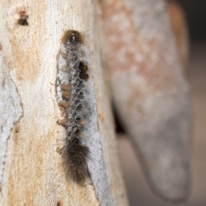 Euproctis marginalis at Nicholls, ACT - 7 Mar 2019 10:01 AM