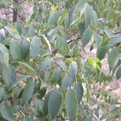 Celtis australis (Nettle Tree) at Jerrabomberra, ACT - 5 Mar 2019 by Mike