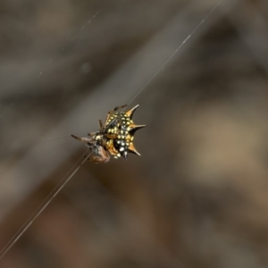 Austracantha minax at Nicholls, ACT - 7 Mar 2019 10:14 AM