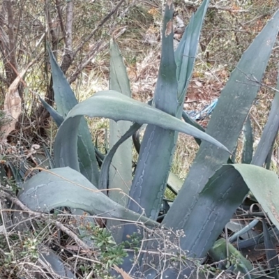 Agave americana (Century Plant) at Jerrabomberra, ACT - 5 Mar 2019 by Mike