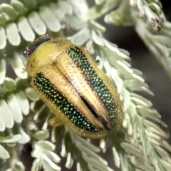 Calomela vittata (Acacia leaf beetle) at Nicholls, ACT - 7 Mar 2019 by AlisonMilton