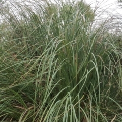 Cortaderia selloana (Pampas Grass) at Wanniassa Hill - 5 Mar 2019 by Mike