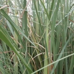 Cortaderia selloana at Tuggeranong DC, ACT - 5 Mar 2019