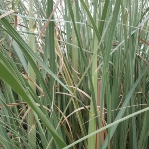 Cortaderia selloana at Tuggeranong DC, ACT - 5 Mar 2019