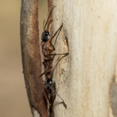 Myrmecia nigriceps (Black-headed bull ant) at Nicholls, ACT - 6 Mar 2019 by Alison Milton