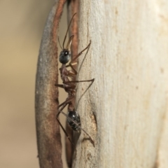 Myrmecia nigriceps at Nicholls, ACT - 7 Mar 2019