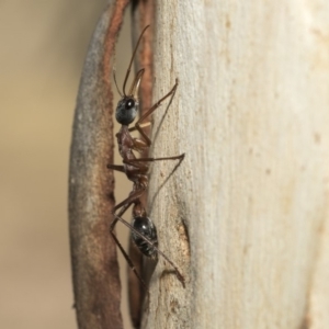 Myrmecia nigriceps at Nicholls, ACT - 7 Mar 2019