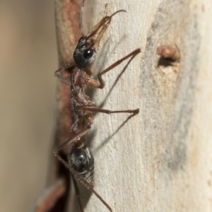 Myrmecia nigriceps at Nicholls, ACT - 7 Mar 2019 10:08 AM