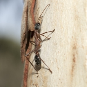 Myrmecia nigriceps at Nicholls, ACT - 7 Mar 2019 10:08 AM