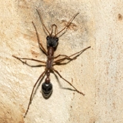 Myrmecia nigriceps at Nicholls, ACT - 7 Mar 2019