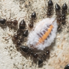 Monophlebulus sp. (genus) (Giant Snowball Mealybug) at Nicholls, ACT - 7 Mar 2019 by AlisonMilton