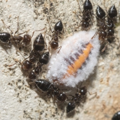 Monophlebulus sp. (genus) (Giant Snowball Mealybug) at Nicholls, ACT - 7 Mar 2019 by AlisonMilton