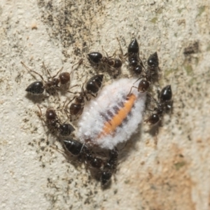 Monophlebulus sp. (genus) at Nicholls, ACT - 7 Mar 2019 09:47 AM