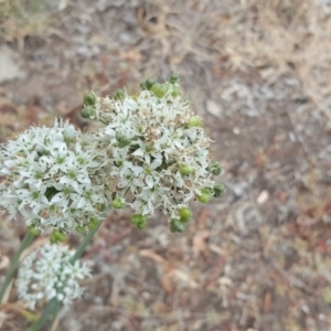 Allium tuberosum at Isaacs Ridge - 5 Mar 2019