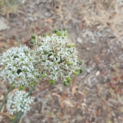 Allium tuberosum (Garlic Chives) at Isaacs Ridge - 5 Mar 2019 by Mike