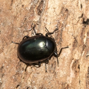 Chalcopteroides spectabilis at Giralang, ACT - 7 Mar 2019