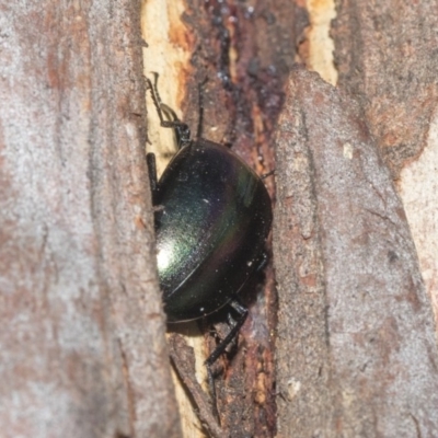 Chalcopteroides sp. (genus) (Rainbow darkling beetle) at Nicholls, ACT - 6 Mar 2019 by AlisonMilton