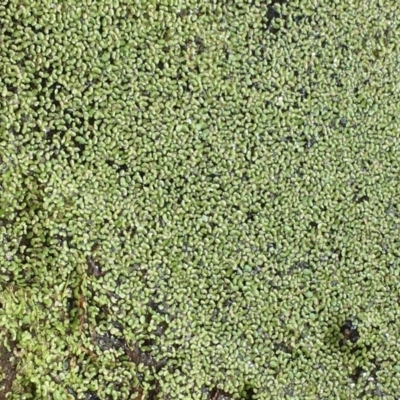 Lemna disperma (Common Duck-weed) at O'Connor, ACT - 8 Mar 2019 by JaneR