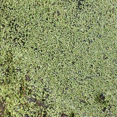 Lemna disperma (Common Duck-weed) at Sullivans Creek, O'Connor - 8 Mar 2019 by JaneR