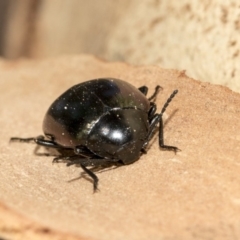 Chalcopteroides spectabilis (Rainbow darkling beetle) at Nicholls, ACT - 7 Mar 2019 by AlisonMilton
