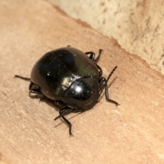 Chalcopteroides spectabilis at Nicholls, ACT - 7 Mar 2019