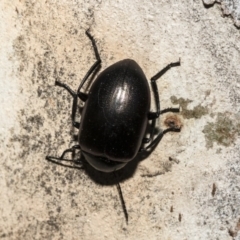 Chalcopteroides spectabilis at Nicholls, ACT - 7 Mar 2019 09:56 AM