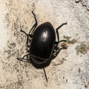 Chalcopteroides spectabilis at Nicholls, ACT - 7 Mar 2019