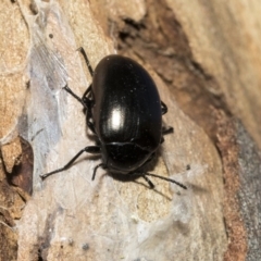 Chalcopteroides spectabilis at Nicholls, ACT - 7 Mar 2019 09:56 AM