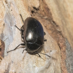 Chalcopteroides spectabilis at Nicholls, ACT - 7 Mar 2019