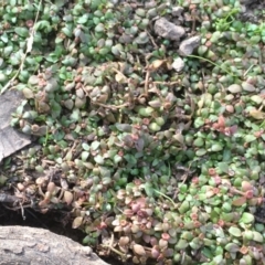 Elatine gratioloides (Waterwort) at Mount Majura - 8 Mar 2019 by JaneR