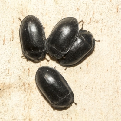 Pterohelaeus striatopunctatus (Darkling beetle) at Nicholls, ACT - 6 Mar 2019 by Alison Milton