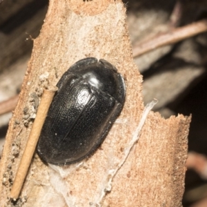 Pterohelaeus striatopunctatus at Nicholls, ACT - 7 Mar 2019 10:47 AM