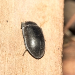 Pterohelaeus striatopunctatus at Nicholls, ACT - 7 Mar 2019 10:47 AM