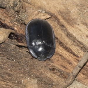 Pterohelaeus striatopunctatus at Giralang, ACT - 7 Mar 2019