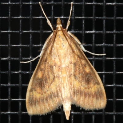 Ostrinia furnacalis (Asian Corn Borer) at Rosedale, NSW - 25 Feb 2019 by jbromilow50