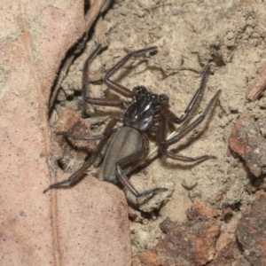 Gnaphosidae or Trochanteriidae (families) at Nicholls, ACT - 7 Mar 2019