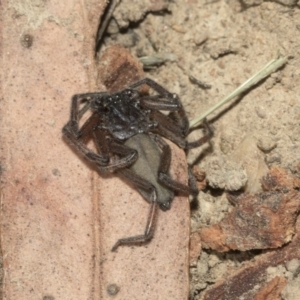 Gnaphosidae or Trochanteriidae (families) at Nicholls, ACT - 7 Mar 2019