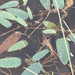 Ottelia ovalifolia subsp. ovalifolia (Swamp Lily) at Majura, ACT - 8 Mar 2019 by JaneR