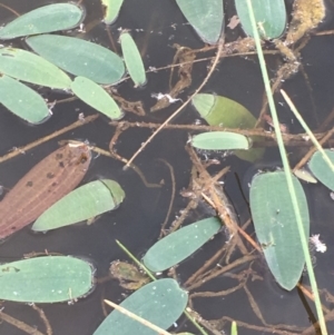 Ottelia ovalifolia subsp. ovalifolia at Majura, ACT - 8 Mar 2019