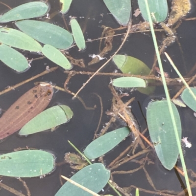 Ottelia ovalifolia subsp. ovalifolia (Swamp Lily) at Majura, ACT - 8 Mar 2019 by JaneR
