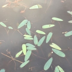 Ottelia ovalifolia subsp. ovalifolia at Majura, ACT - 8 Mar 2019