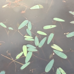 Ottelia ovalifolia subsp. ovalifolia at Majura, ACT - 8 Mar 2019