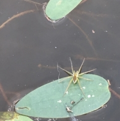 Dolomedes sp. (genus) (Fishing spider) at Majura, ACT - 8 Mar 2019 by JaneR