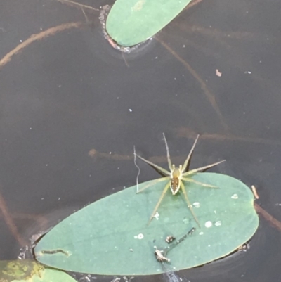 Dolomedes sp. (genus) (Fishing spider) at Majura, ACT - 8 Mar 2019 by JaneR