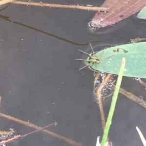 Dolomedes sp. (genus) at Majura, ACT - 8 Mar 2019