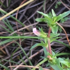 Gratiola pumilo (A Brooklime) at Majura, ACT - 8 Mar 2019 by JaneR